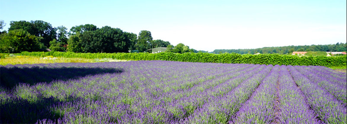 lavendel